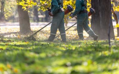Kertrendezés lépésről lépésre: Így lesz rendezett és funkcionális a vállalati vagy társasházi zöldterület